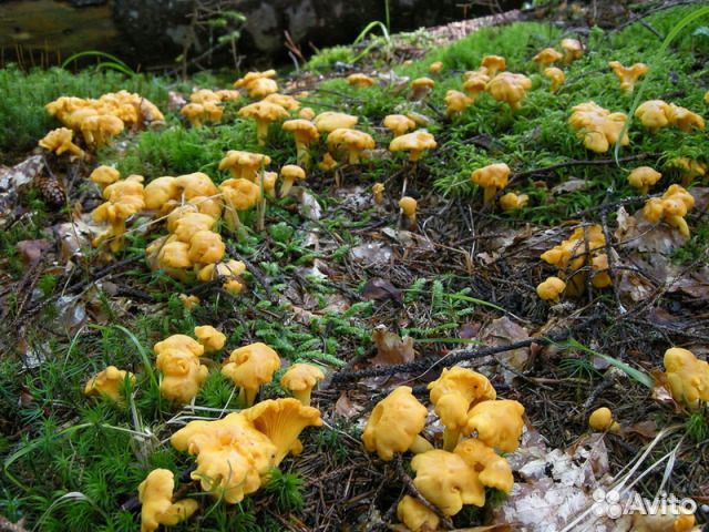 Лисички грибы свежие 12л купить на Зозу.ру - фотография № 1