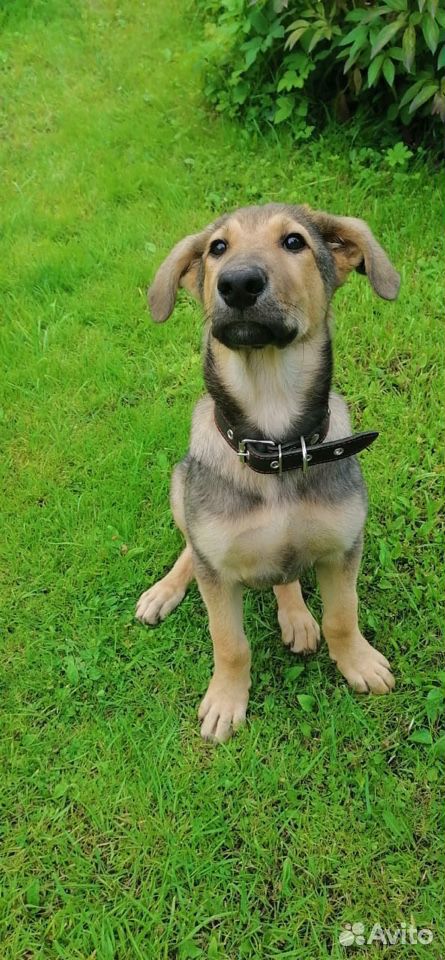 Собака-щенок 3-4 месяца,ищет хозяина купить на Зозу.ру - фотография № 7