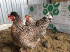 Инкубационное яйцо/цыплята Легбар кремовый хохлаты объявление продам
