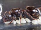 Муравьи-жнецы для муравьиной фермы messor structor объявление продам