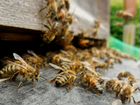 Пчёлы. Пчелосемьи вместе с домиками объявление продам