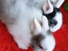 Цветные карликовые кролики объявление продам