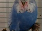 Волнистый выставочный попугай ввп чех объявление продам