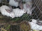 Кролики самец и самки объявление продам
