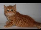 Шотладского котенка объявление продам