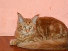 Мейн кун, крупная кошечка Бонита и др. котята объявление продам