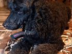 Собака найдена чёрный пудель с ошейником объявление продам