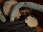 Сиамский котик объявление продам