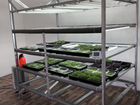 Ферма зелени, микрозелени в Сочи объявление продам