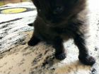 Котята Мейн-Кун объявление продам