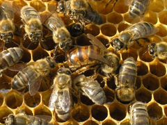 Пчелы,пчелопакеты(вид Карпатка - Карника)
