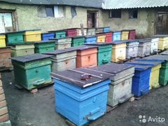 Продам пчёл 40 шт.Ульяновская область