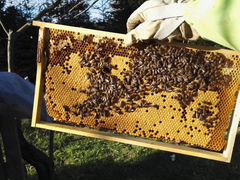 Пчелопакеты Пчелосемьи Пчелы (пакеты, семьи)