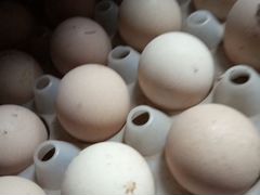 Француский бролер цессарки (инкубационные яйца)