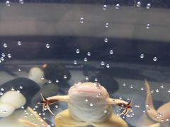 Шпорцевая лягушка (Xenopus laevis)