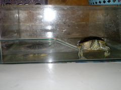 Аквариум с черепахами