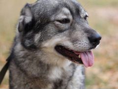 Собака Аляска ищет дом, бесплатно