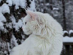 Белая Кошка Мейн Кун