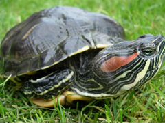 Самка красноухой черепахи