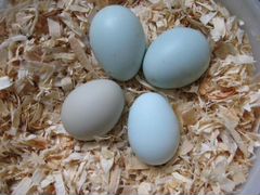 Яйца на инкубацию