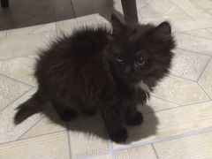 Котёнок 2 месяца