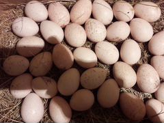 Индюшьи яйца на инкубацию