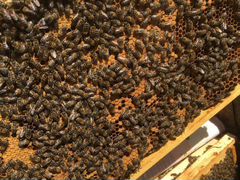 Пчелопакеты, пчелосемьи, порода Карпатка пасеку по