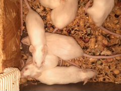 Мыши на корм