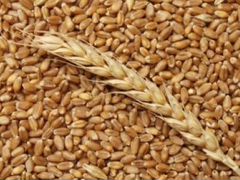 Пшеница для сельхоз животных