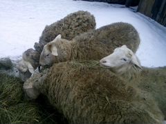Ост-фризские овцы