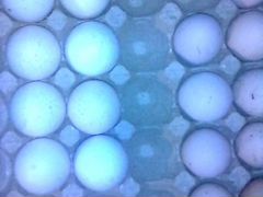 Яйца для выведения птенцов