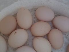 Куринные яйца на инкубацию
