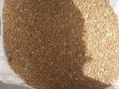 Зерно пшеницы и ячменя