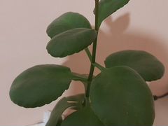 Комнатное растение - каланхоэ