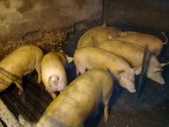 Свиньи домашние на мясо оптом. Цена договорная