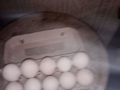 Яйцо индейки инкубационое
