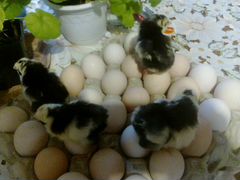 Инкубационное яйцо Пушкинской курицы