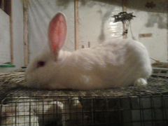 Кролик Белый паннон