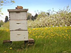 Ульи,домики для пчёл