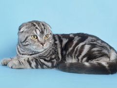 Фото Мраморного Вислоухого Кота