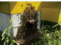 Продам две пчело семьи