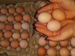 Реализуем инкубационное яйцо и суточный молодняк