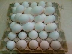 Леггорн инкубационные яйца