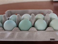 Инкубационное яйцо. Мини Мясные, Корниш, Аборигены