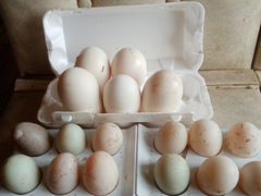 Продам яйца утиные(индийский бегунок)