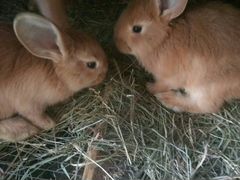 Крольчата 1,5 месяца
