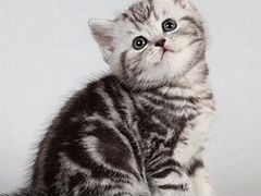 Британские котята мраморного окраса