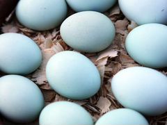 Инкубационные яйца. Домашние яйца