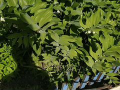 Сено, листья ивовые корм