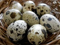 Яйца перепелиные Техас